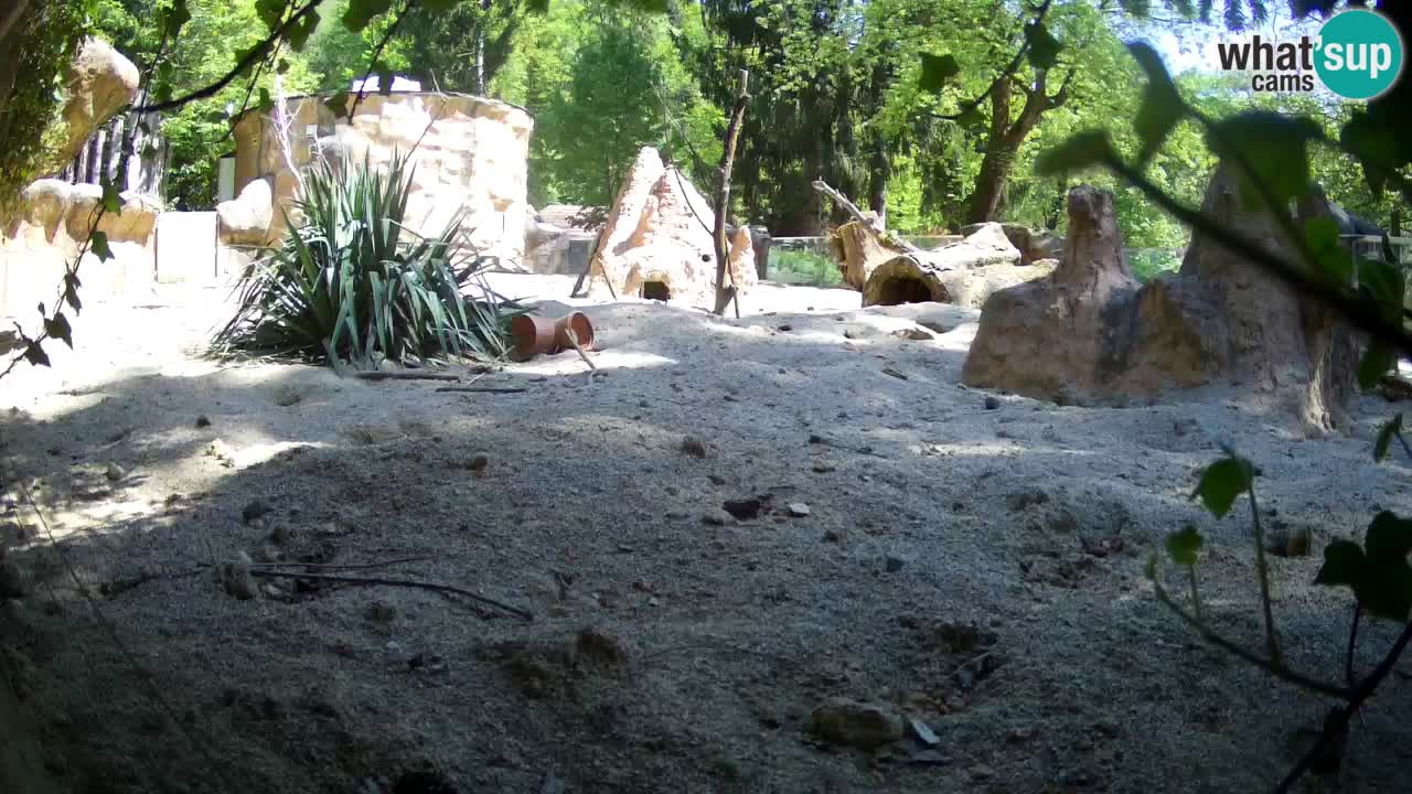 Zoo Ljubljana – Meerkat (Suricata)