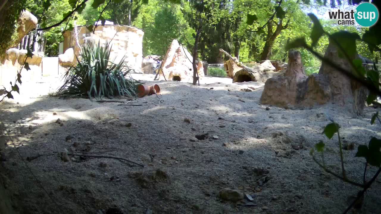 Zoo Ljubljana – Live webcam Meerkat (Suricata)