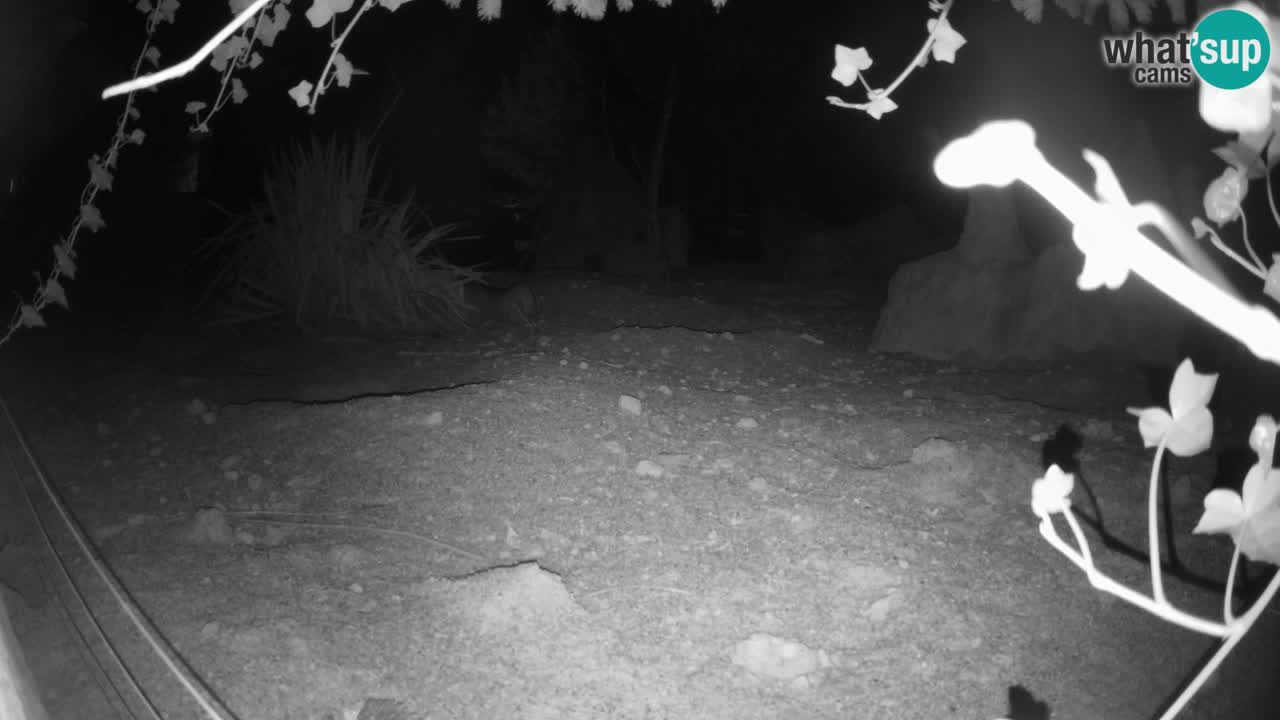 Zoo Ljubljana – Live webcam Meerkat (Suricata)