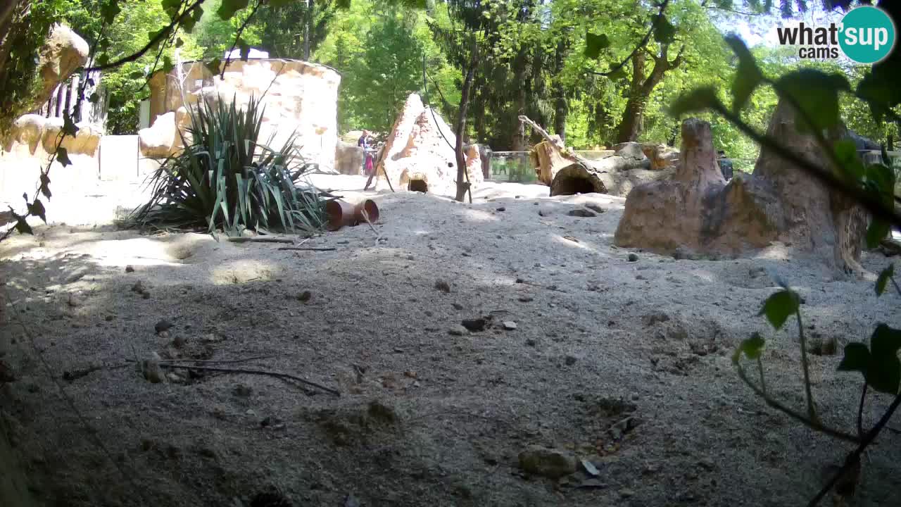 Zoo Ljubljana – Live webcam Meerkat (Suricata)