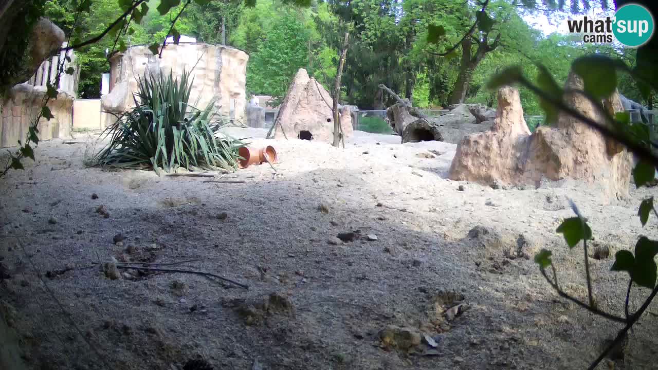 Zoo Ljubljana – Meerkat (Suricata)