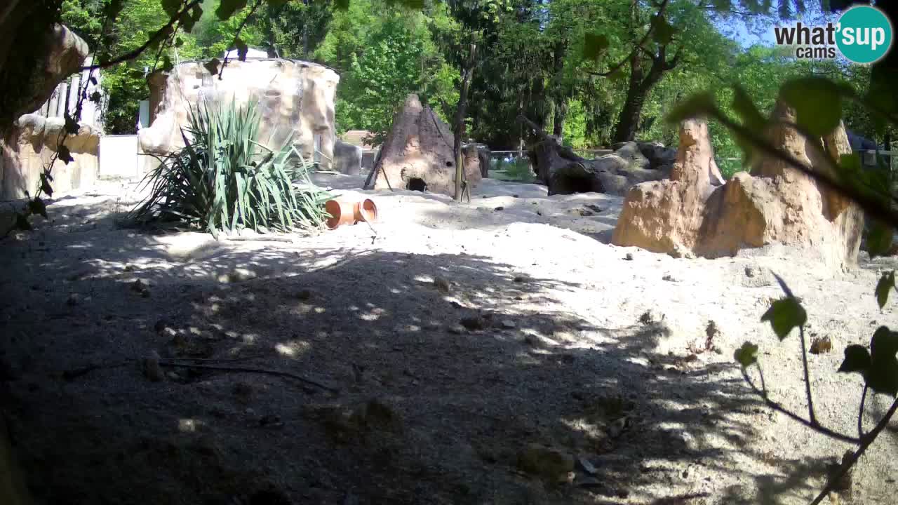 Live cam Zoo Ljubljana – Erdmännchen