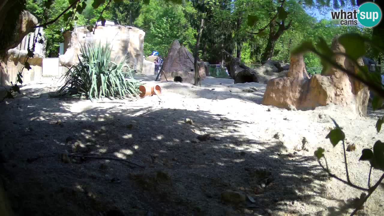 Live cam Zoo Ljubljana – Erdmännchen