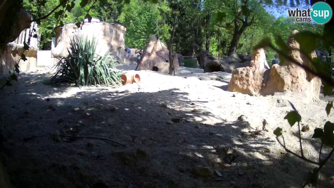 Live cam Zoo Ljubljana – Erdmännchen