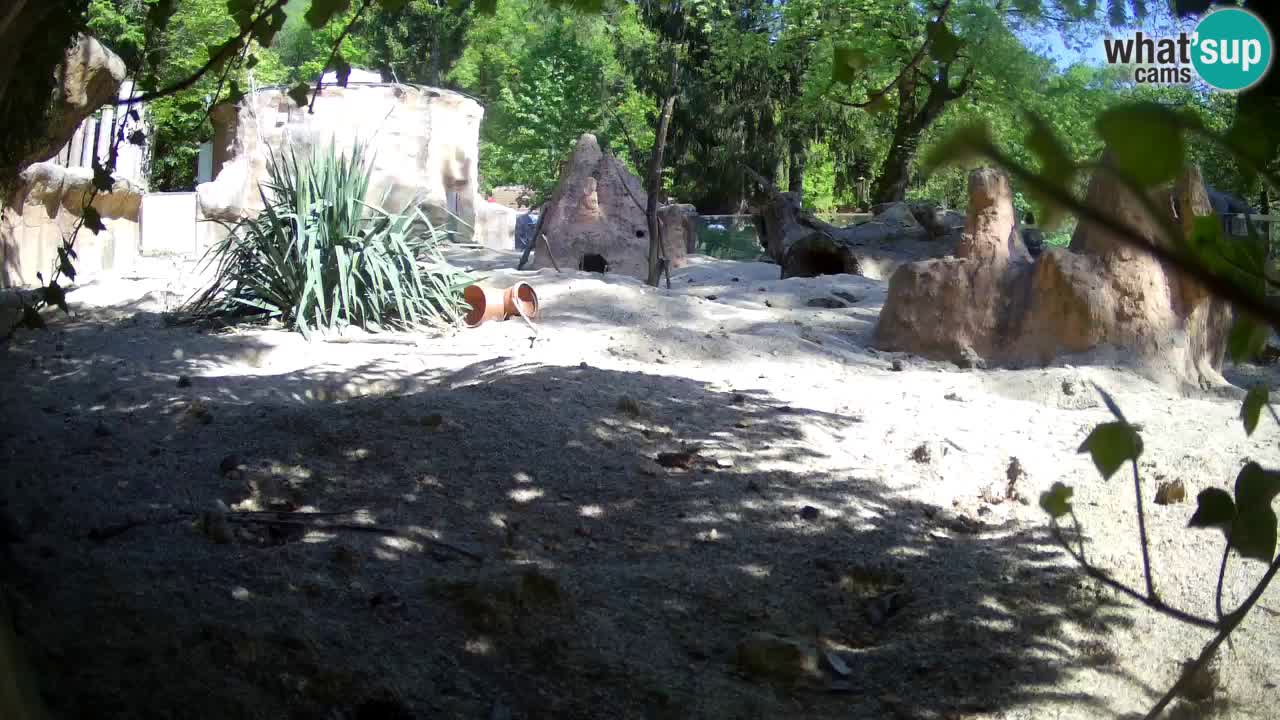Webcam Zoo Ljubljana – Suricate