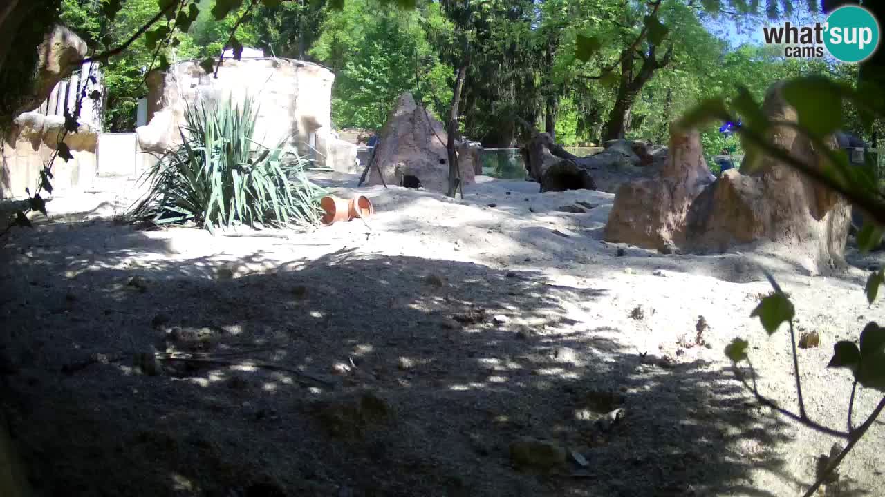 Zoo Ljubljana – Meerkat (Suricata)