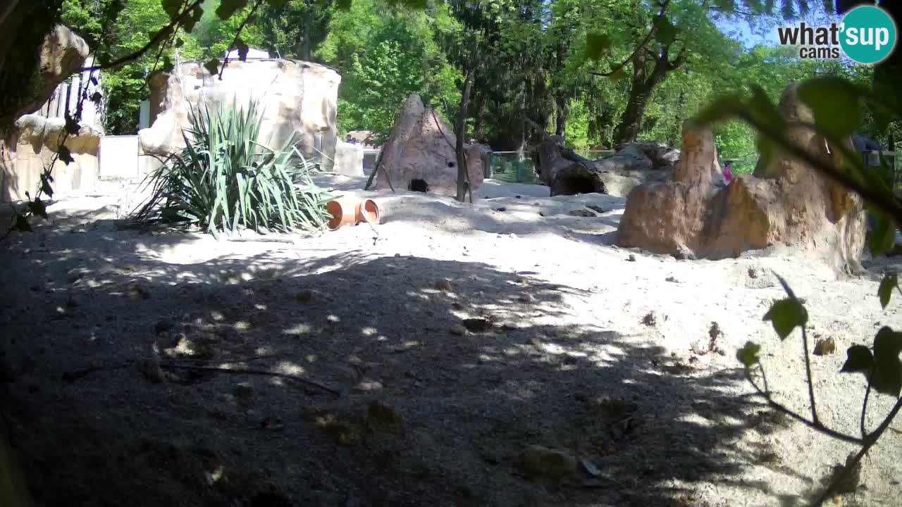 Webcam live Zoo Ljubljana – Suricata
