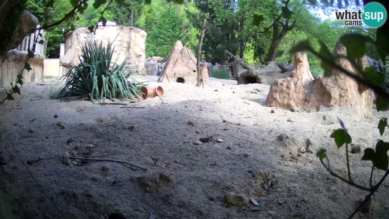 Zoo Ljubljana – Meerkat (Suricata)
