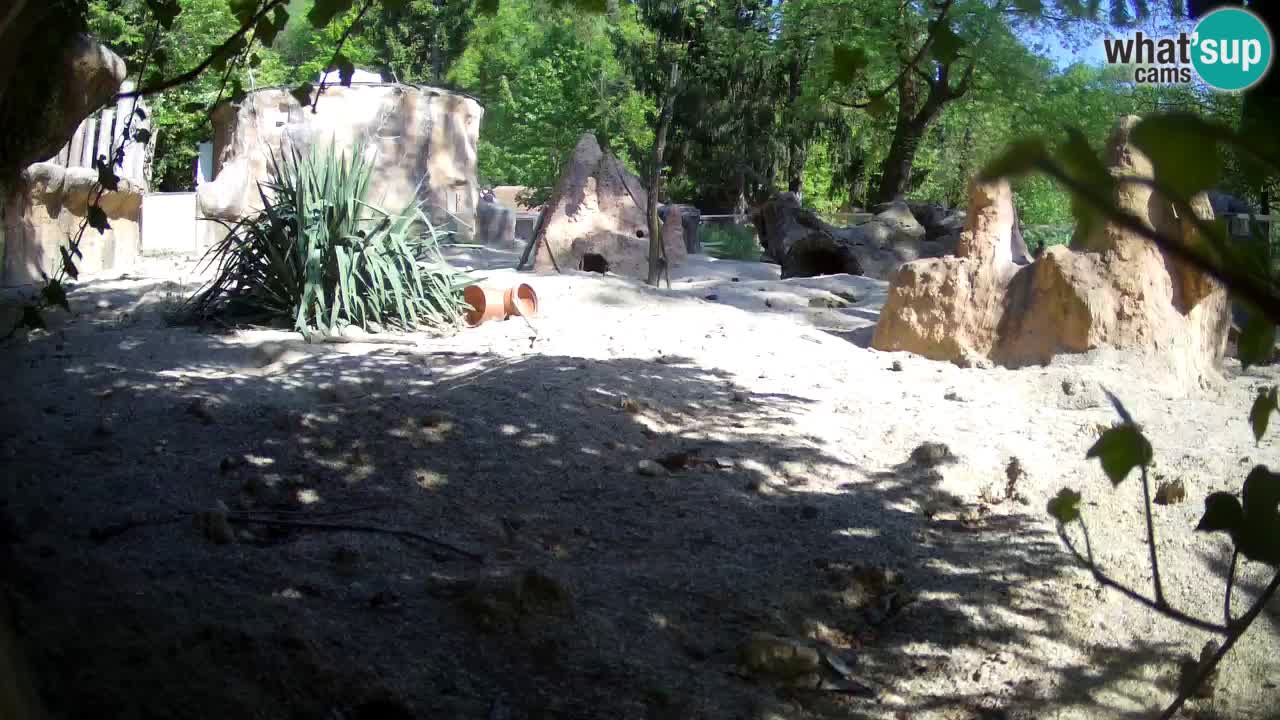 Webcam Zoo Ljubljana – Suricate