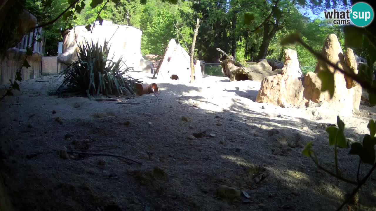 Zoo Ljubljana – Meerkat (Suricata)