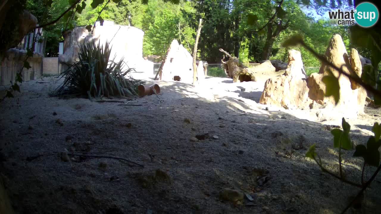 Webcam live Zoo Ljubljana – Suricata