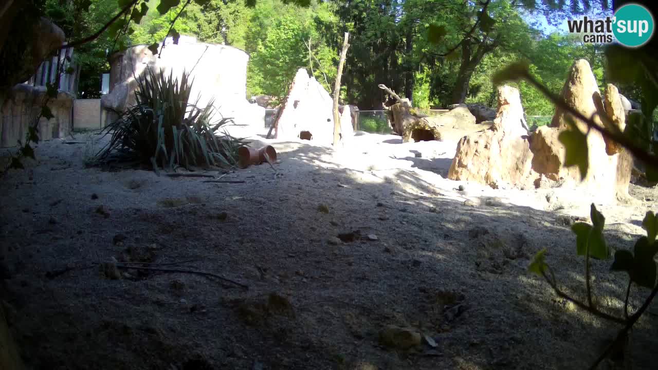 Live cam Zoo Ljubljana – Erdmännchen