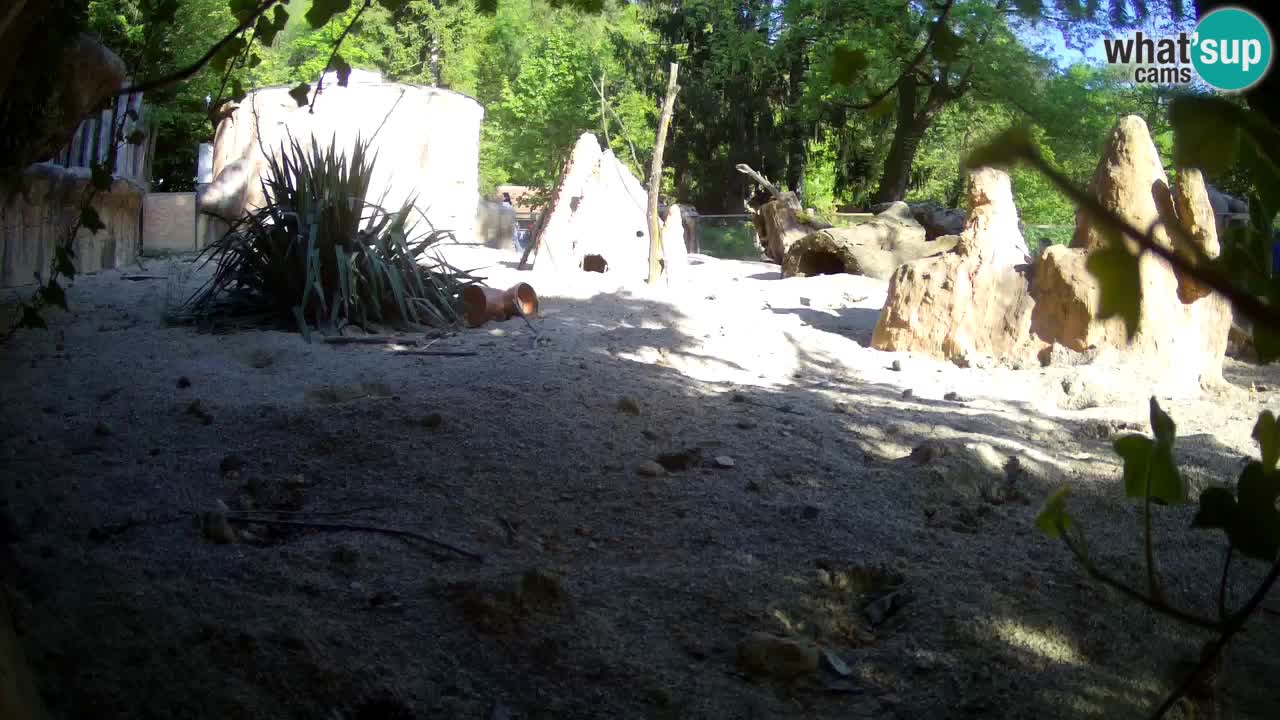 Webcam live Zoo Ljubljana – Suricata