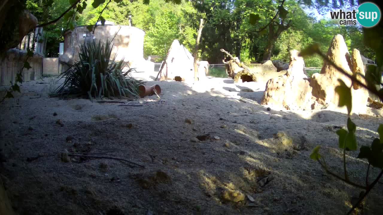 Web kamera Zoo Ljubljana – Merkat