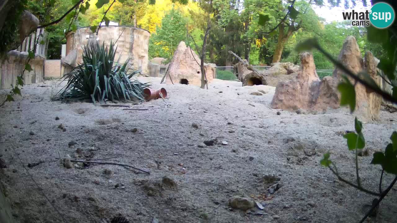 Web kamera Zoo Ljubljana – Merkat