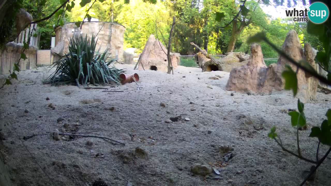 Live cam Zoo Ljubljana – Erdmännchen