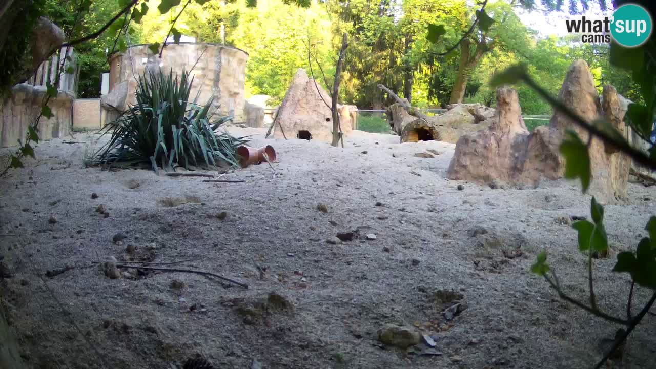 Web kamera Zoo Ljubljana – Merkat