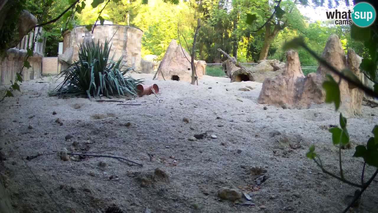 Webcam Zoo Ljubljana – Suricate