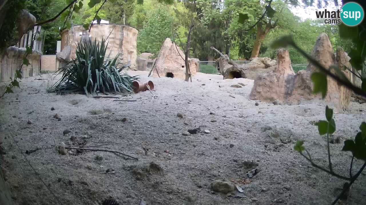 Webcam Zoo Ljubljana – Suricate