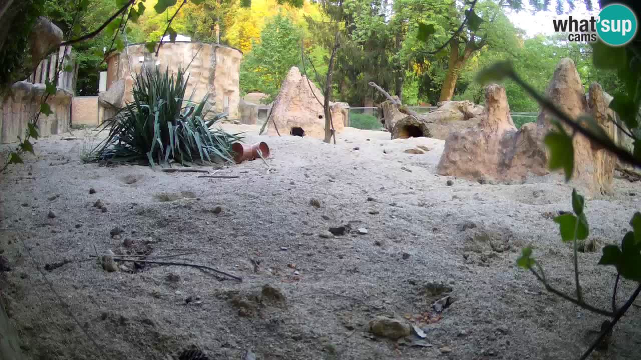 Zoo Ljubljana – Meerkat (Suricata)