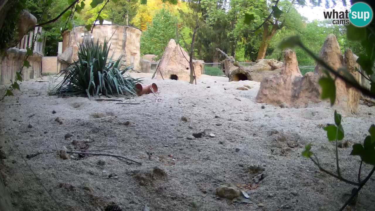 Webcam live Zoo Ljubljana – Suricata