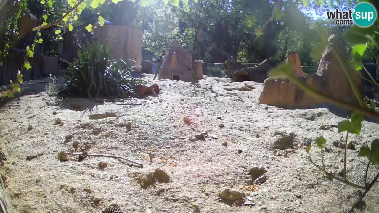 Webcam Zoo Ljubljana – Suricate