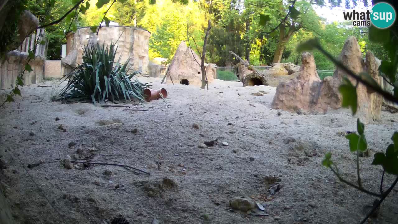 Zoo Ljubljana – Meerkat (Suricata)