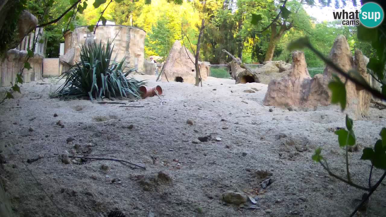 Webcam live Zoo Ljubljana – Suricata