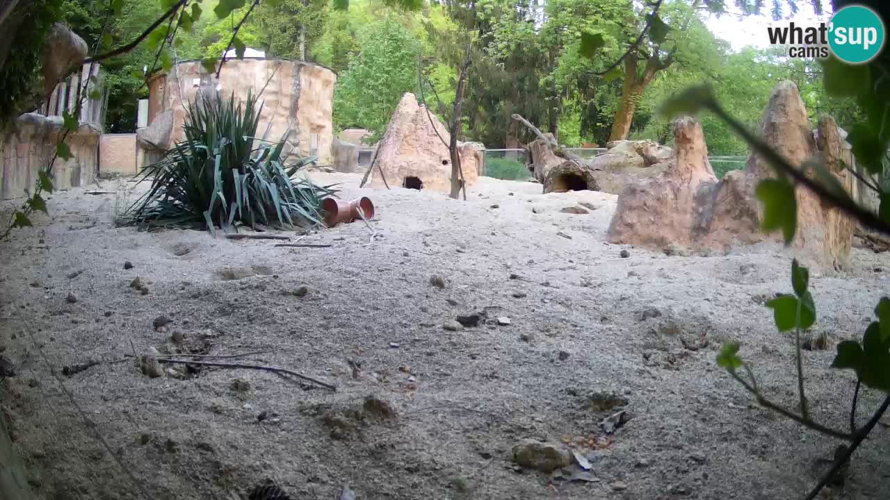 Zoo Ljubljana – Meerkat (Suricata)
