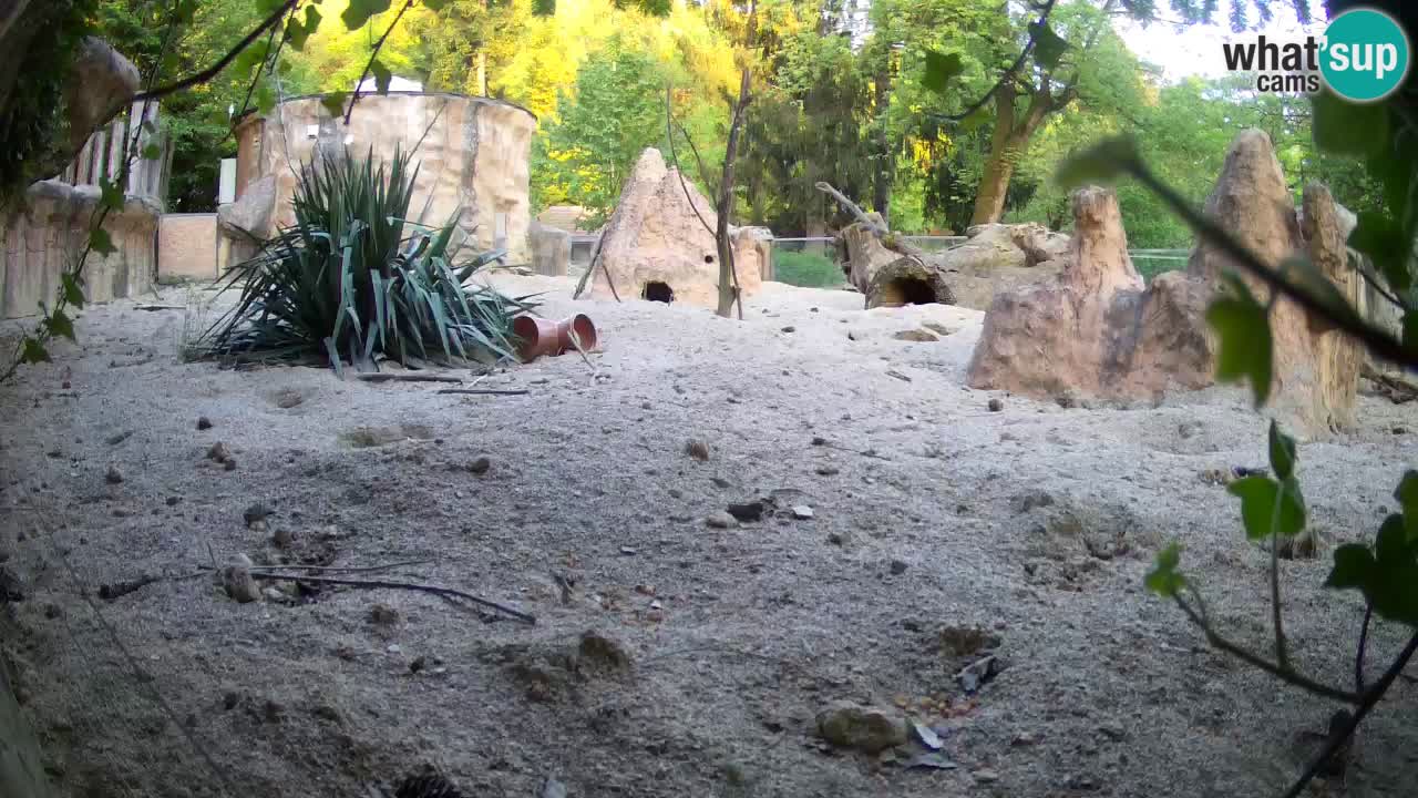 Zoo Ljubljana – Meerkat (Suricata)