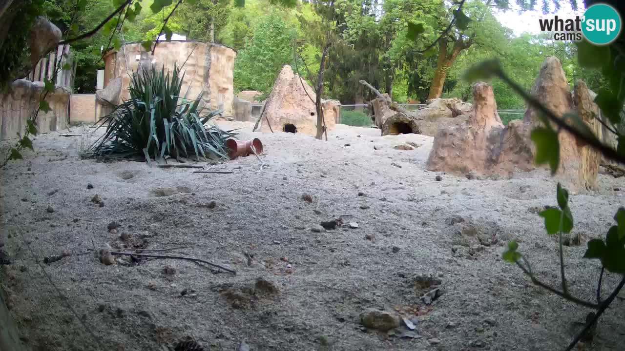 Zoo Ljubljana – Meerkat (Suricata)