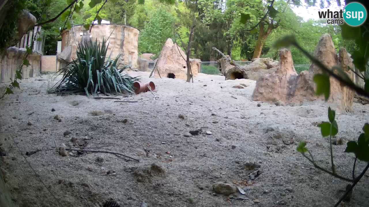 Web kamera Zoo Ljubljana – Merkat