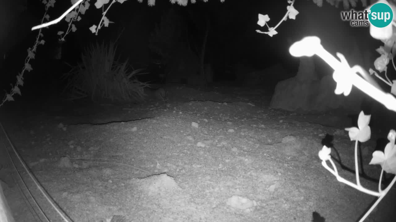 Webcam Zoo Ljubljana – Suricate