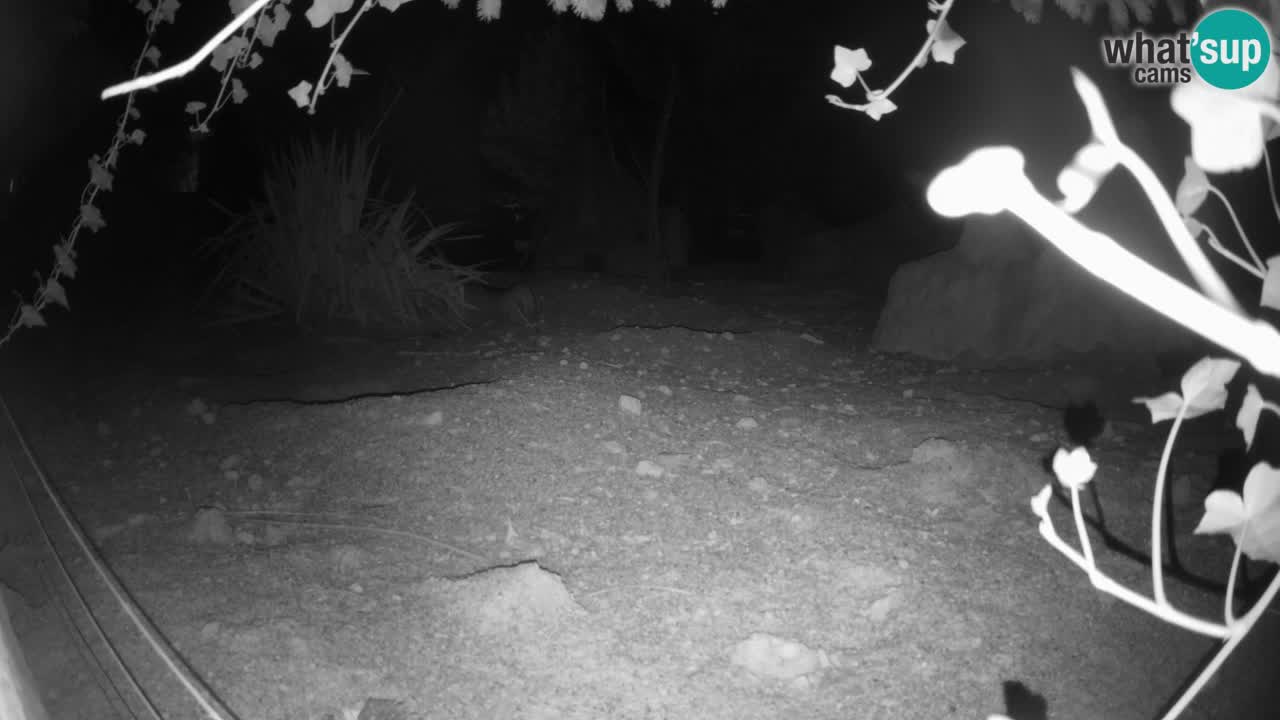 Webcam live Zoo Ljubljana – Suricata