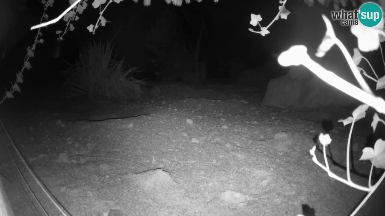 Live cam Zoo Ljubljana – Erdmännchen