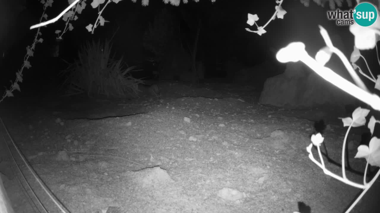 Live cam Zoo Ljubljana – Erdmännchen
