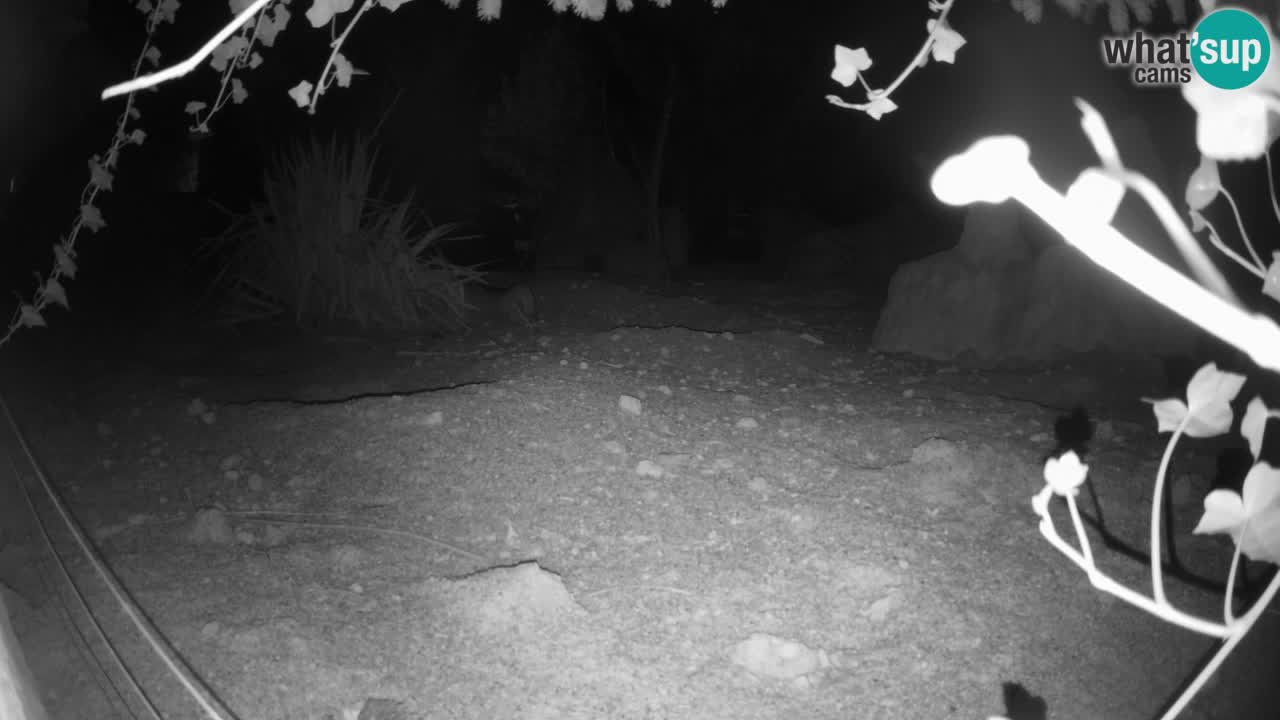 Webcam Zoo Ljubljana – Suricate