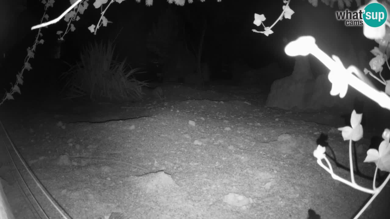 Webcam Zoo Ljubljana – Suricate