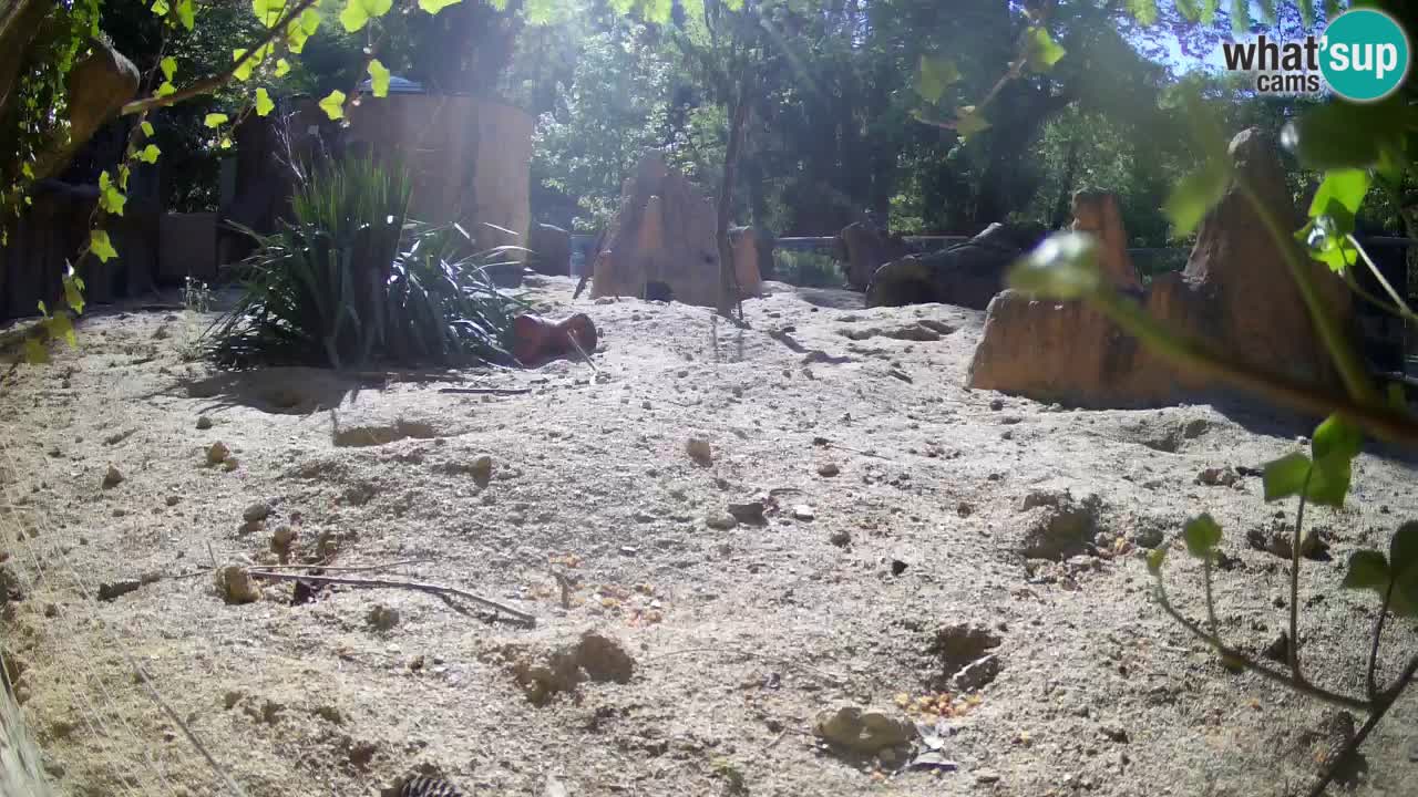 Webcam Zoo Ljubljana – Suricate