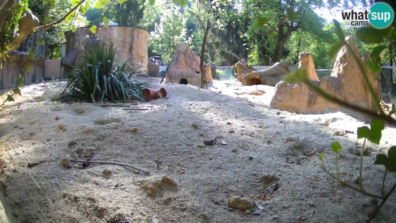 Zoo Ljubljana – Meerkat (Suricata)