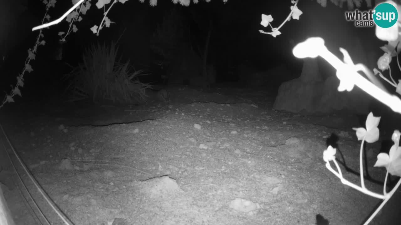 Live cam Zoo Ljubljana – Erdmännchen