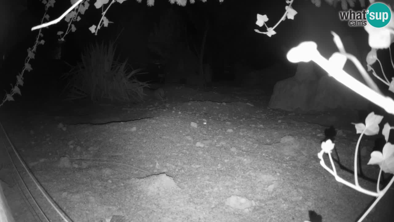 Webcam live Zoo Ljubljana – Suricata