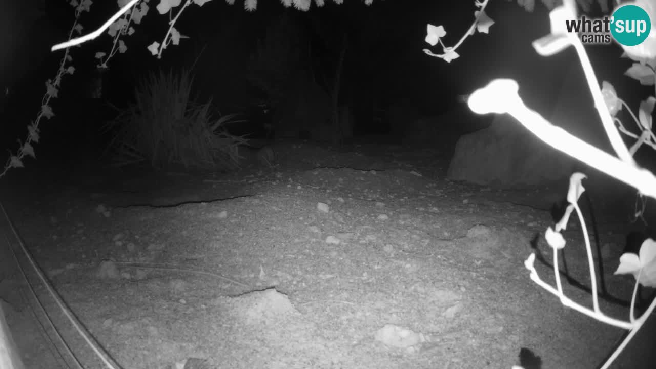 Webcam live Zoo Ljubljana – Suricata