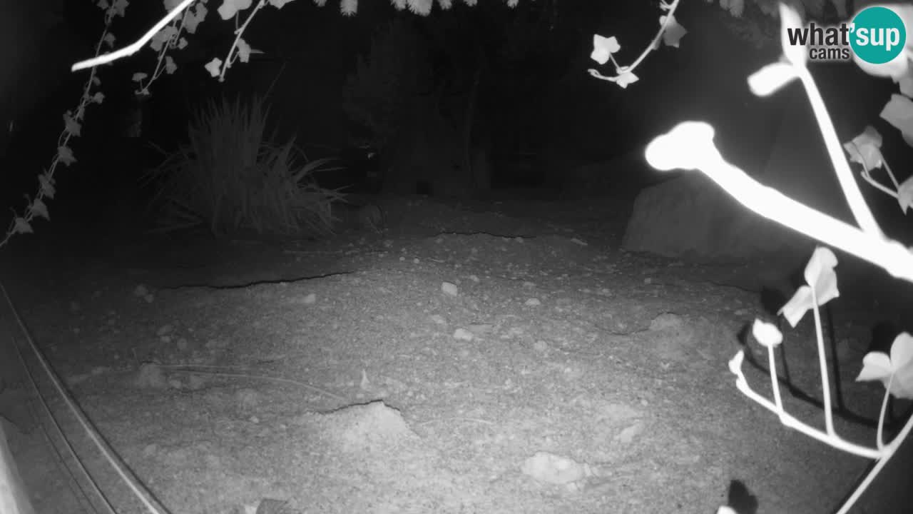 Live cam Zoo Ljubljana – Erdmännchen
