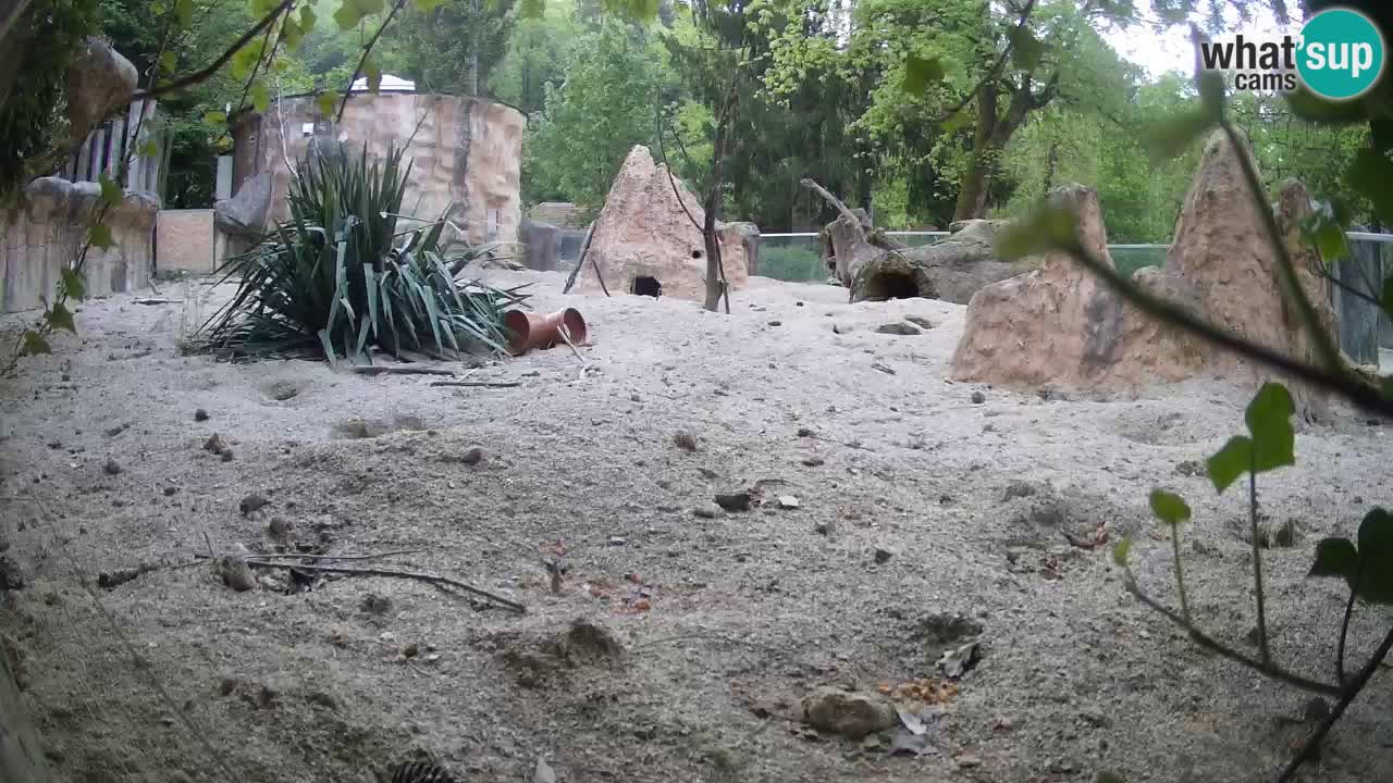Zoo Ljubljana – Meerkat (Suricata)