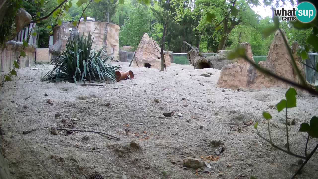 Zoo Ljubljana – Meerkat (Suricata)