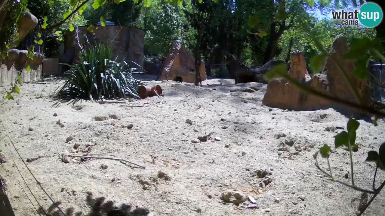 Zoo Ljubljana – Meerkat (Suricata)