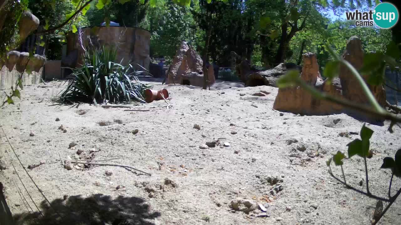 Webcam Zoo Ljubljana – Suricate