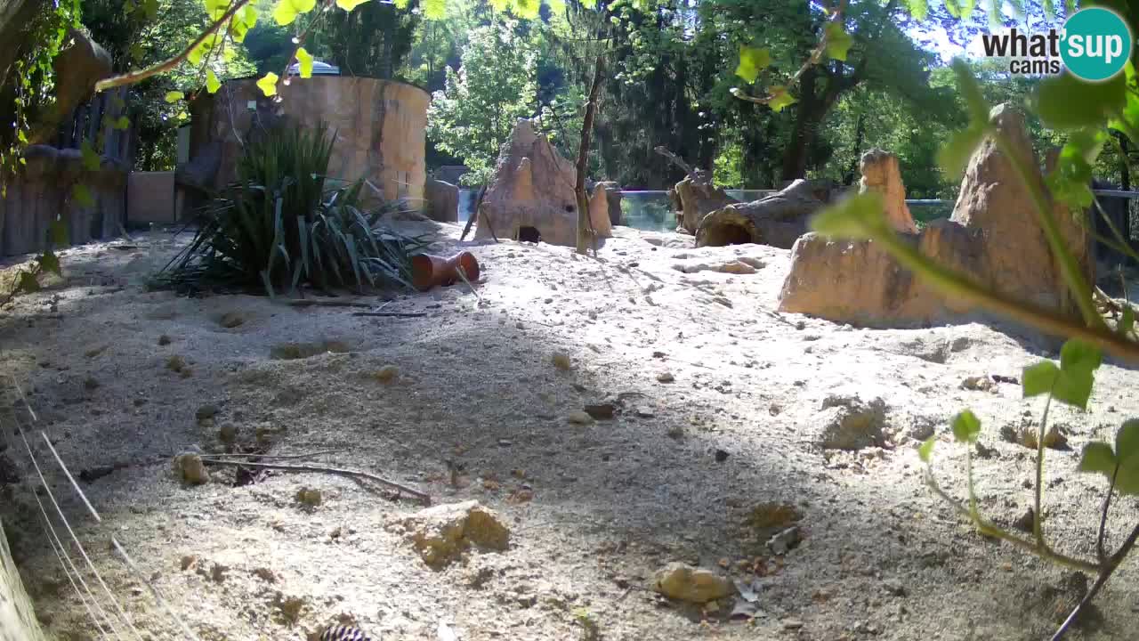 Zoo Ljubljana – Meerkat (Suricata)