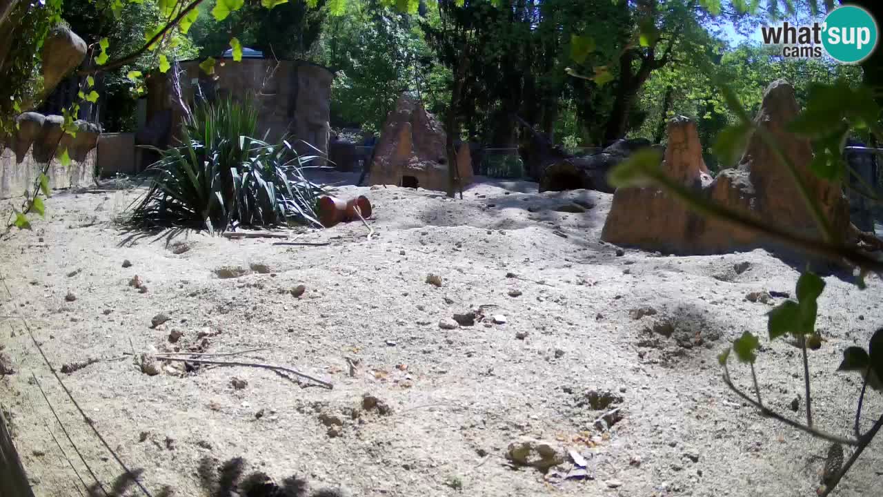 Zoo Ljubljana – Meerkat (Suricata)
